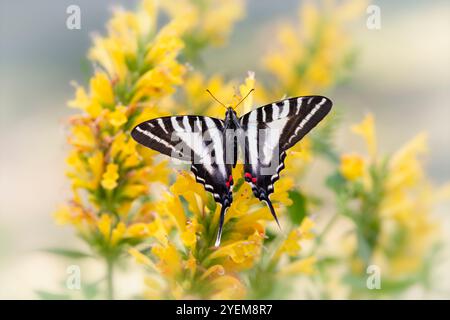 Macro of a zebra swallowtail (Eurytides marcellus) resting on a yellow salvia flower Stock Photo