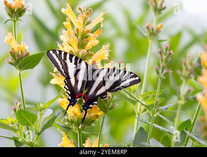 Macro of a zebra swallowtail (Eurytides marcellus) resting on a yellow salvia flower Stock Photo