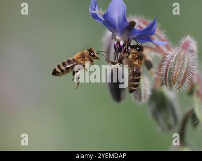 Honey Bees on Borage Stock Photo