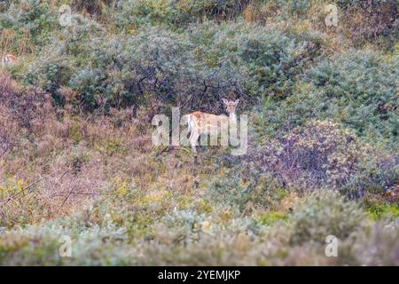 Close up of a female Fallow Deer, Dama dama, with light brown fur and white spots in its natural habitat of the Dutch North Sea coast dunes Hollands D Stock Photo