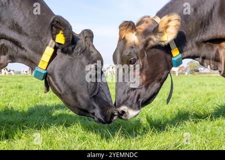 2 cows heads together, love and playful, cuddling or fighting or mating, one black and a swiss cow, in a green field and a blue sky Stock Photo