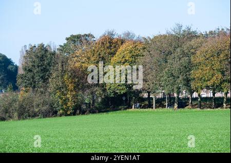 Green lawn and colorful autumn trees in Neerpede, Anderlecht, Brussels, Belgium Stock Photo