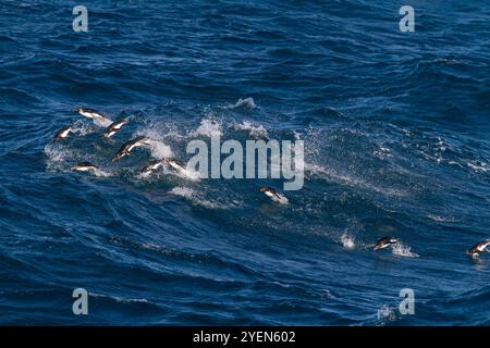 Adult macaroni penguins (Eudyptes chrysolophus) porpoising for speed traveling to their breeding colony, South Georgia. Stock Photo