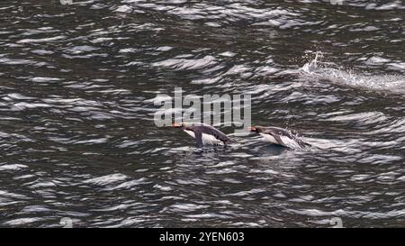 Adult macaroni penguins (Eudyptes chrysolophus) porpoising for speed traveling to their breeding colony, South Georgia. Stock Photo