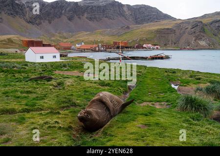 Adult bull southern elephant seal (Mirounga leonina) hauled out to molt at Grytviken on South Georgia. Stock Photo