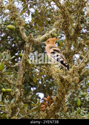 A Eurasian hoopoe, Upupa epops, perched in a tree. Stock Photo