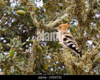 A Eurasian hoopoe, Upupa epops, perched in a tree. Stock Photo