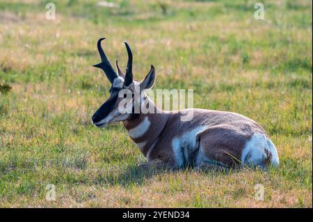 Male Pronghorn Resting in Custer State Park in South Dakota Stock Photo