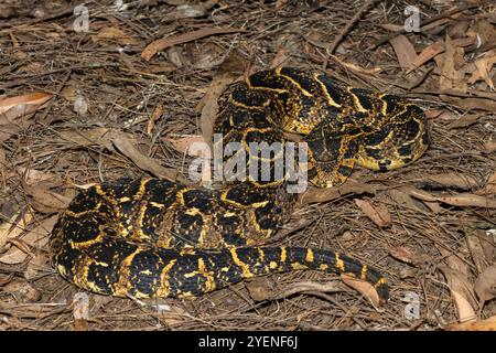 Beautiful camouflage of the potently cytotoxic Puff Adder (Bitis arietans), in the wild Stock Photo