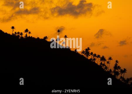 Coconut Palms silhouetted against orange sky Stock Photo
