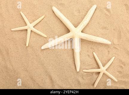 Three starfishes is located on sandy background Stock Photo
