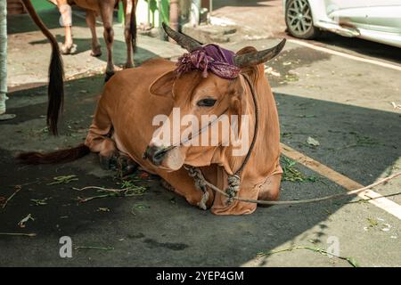 Festive cow for Diwali celebration in India Stock Photo