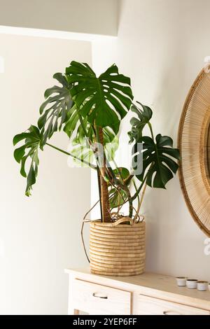 Monstera plant in woven basket adding greenery to modern home decor. Botanical, houseplant, foliage, tropical, interior, decoration Stock Photo