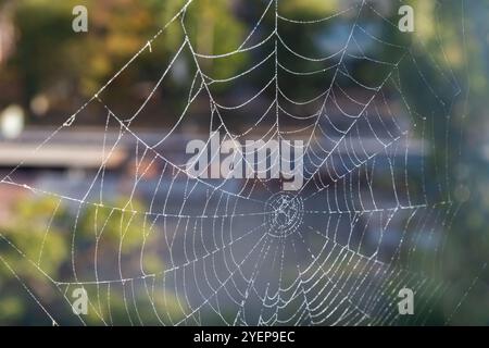 A spider web covered in dew shines brightly as the morning sun illuminates the surrounding foliage, showcasing nature's intricate design. Stock Photo
