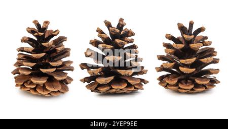 Three natural pine cones are arranged on a white background, showcasing their texture and earthy beauty. Ideal for autumn, nature themes, or holiday d Stock Photo