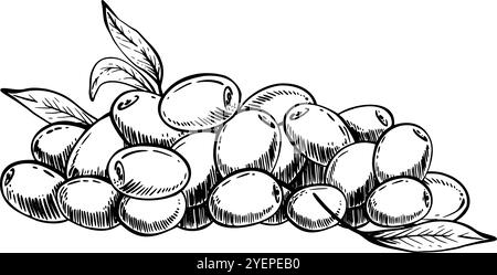 A pile of olive fruit and berries. Black ink line art. Olive tree ...