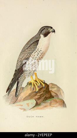 peregrine falcon (Falco peregrinus), also known simply as the peregrine,[3] and historically as the duck hawk in North America, is a cosmopolitan bird of prey (raptor) in the family Falconidae. illustration from ' Some birds and mammals which destroy fish and game ' by Warren, Benjamin Harry, 1858-1926 Publication date 1897 Stock Photo