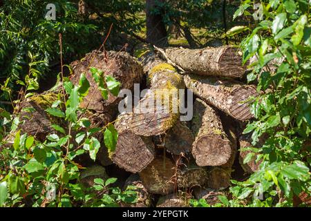 Sawed-off tree trunks lying in the forest, Germany Stock Photo