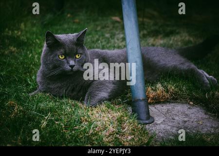 A blue British pedigree fluffy cat with yellow eyes lying on green grass on a lawn in the backyard. Domestic animal relaxing outdoors. Feline portrait Stock Photo