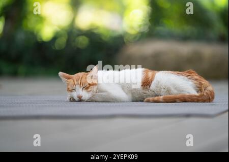 Outdoors, the kitten sleeps on the ground Stock Photo