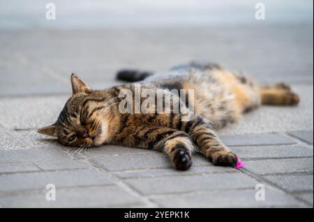 Outdoors, the kitten sleeps on the ground Stock Photo