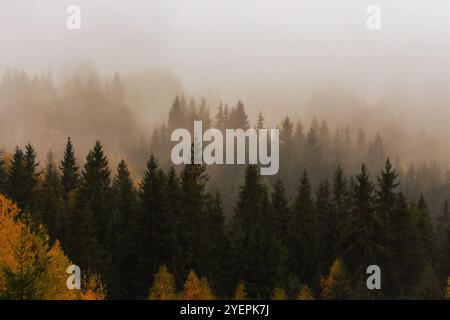 Foggy forest with pine trees in the mountains with copy space. Mist in autumn mountains. Tranquil scene of foggy landscape. Amazing Carpathians Stock Photo