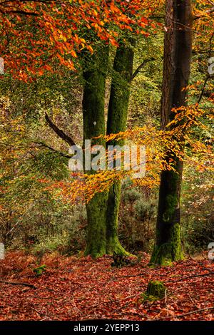 Vibrant autumn colours and foliage on the high weald woodland east Susses south east England UK Stock Photo