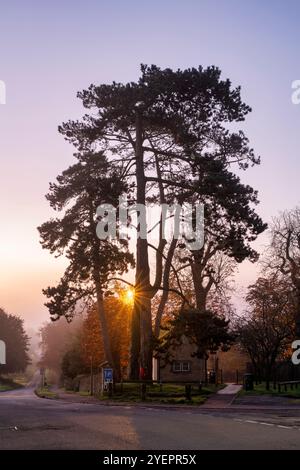 Pine tree in the early morning autumn mist. Stow on the Wold, Cotswolds, Gloucestershire, England Stock Photo