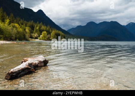 Rustic log in the Alouette Lake, British Columbia Stock Photo