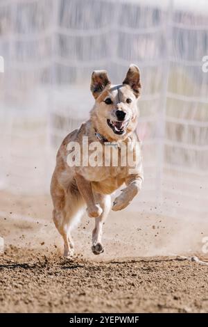 Red Australian Cattle Dog Heeler Running Lure Course Sprint Dog Sport Stock Photo