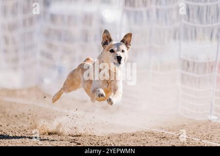 Red Australian Cattle Dog Heeler Running Lure Course Sprint Dog Sport Stock Photo