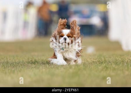 Cavalier King Charles Spaniel Running Lure Course Sprint Dog Sport Stock Photo