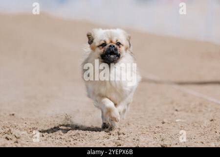 Purebred Tibetan Spaniel Running Lure Course Sprint Dog Sport Stock Photo