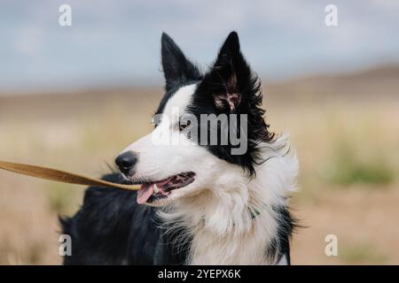 Border Collie Dog Side View Portrait Looking Focused Stock Photo