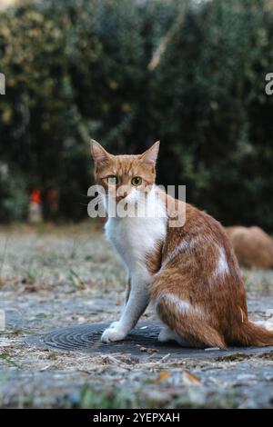 Curious orange and white cat sitting outdoors in Belgrade Stock Photo
