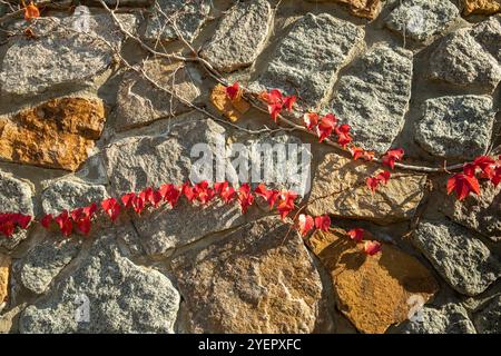 Autumn Contrast: Red Leaves Against a Stone Wall Stock Photo
