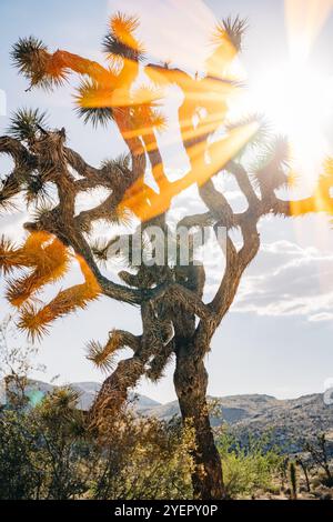 Joshua Tree with sunlight streaming through branches in the desert Stock Photo