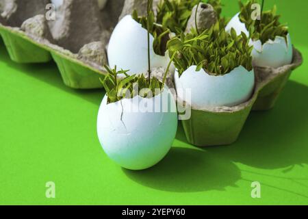 Fresh micro greens. Microgreens of arugula and cress grow in white egg shell. Cardboard boxes with seedlings in eggshell. Seedlings without plastic. G Stock Photo