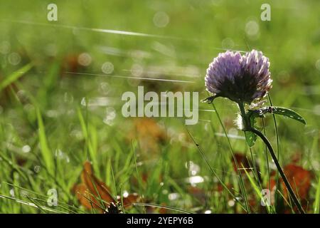 Clover, autumn time, cobweb threads in a meadow, Germany, Europe Stock Photo