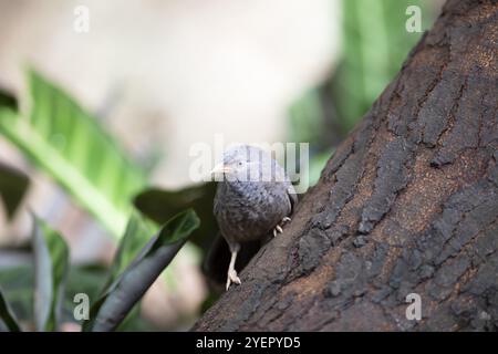 Yellow-billed Babbler or Yellow-billed Thrush (Argya affinis or Turdoides affinis), Royal Botanic Gardens, Kandy, Central Province, Sri Lanka, Asia Stock Photo