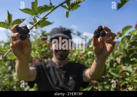 Happy smiling farmer man in the background as he holding and showing fresh and ripe blackberries fruits in his hands in selective focus view Stock Photo