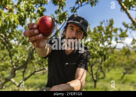 Selective focus on ripe and fresh nectarine peach fruit held by a happy caucasian man sitting, orchard peaches trees in the background, you pick farm Stock Photo