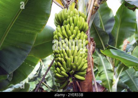 Banana bunch at the banana plantation platano of Tenerife, Canary islands Stock Photo