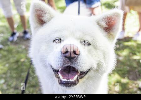 Close up portrait of a soft and fluffy white Akita Inu dog with head filling the frame and mouth open showing healthy teeth. Blurry park background Stock Photo