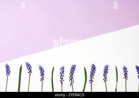 Postcard layout. Flat lay, top view. Small bouquet of blue hyacinths and copy space for text. Greeting card for holiday. Grape Hyacinth Muscari. First Stock Photo