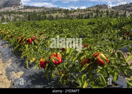 Red sweet bell pepper open field, capsicum plants fruits on black plastic sheeting ground, Okanagan Valley, British Columbia, Canada, North America Stock Photo