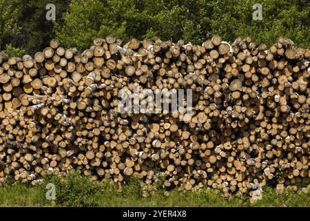 Felling and logging industry with a large pile of chopped down tree trunks ready for transport to sawmill. Timber harvesting and forest management Stock Photo