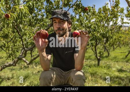 Caucasian farmer man with a happy and satisfied look, he holds in his hands two fruits of nectarine peaches with peach trees orchard in the background Stock Photo