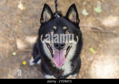 High angle headshot of a young and healthy mischievous looking black and tan Shiba Inu. Japanese Spitz pedigree breed of dog. Copy space to sides Stock Photo