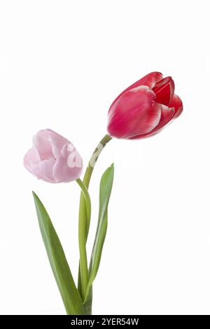 Tulips leaning against each other Stock Photo
